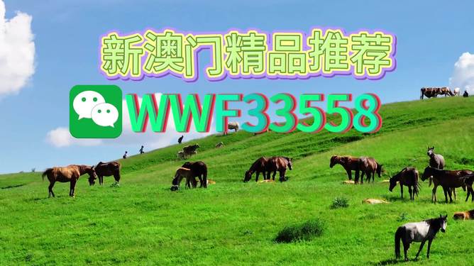 揭秘精準(zhǔn)四生肖，探尋數(shù)字組合77777與88888背后的奧秘，揭秘精準(zhǔn)四生肖與神秘數(shù)字組合77777與88888的奧秘探索