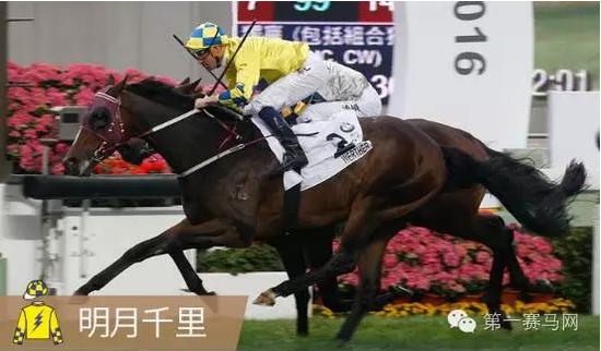 香港馬，77777與88888的傳奇故事，香港賽馬傳奇，77777與88888的傳奇篇章